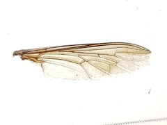 Proctacanthus gracilis