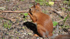 Sciurus vulgaris