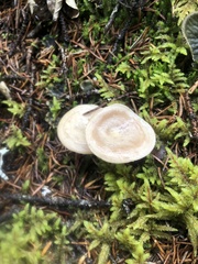 Ampulloclitocybe