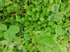 Hesperocodon hederaceus