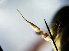 Proctacanthus gracilis