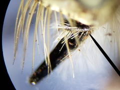 Proctacanthus gracilis