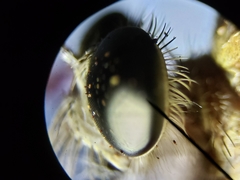 Proctacanthus gracilis