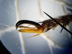 Proctacanthus gracilis