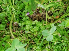 Hesperocodon hederaceus