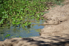 Lithobates chiricahuensis