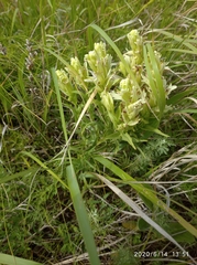 Castilleja pallida