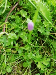 Hesperocodon hederaceus