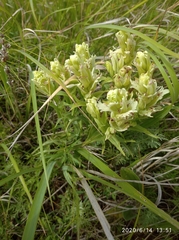 Castilleja pallida