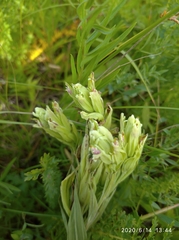 Castilleja pallida
