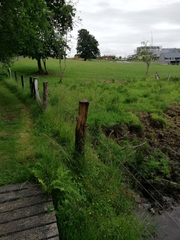 Hesperocodon hederaceus