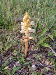 Orobanche picridis