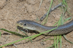 Delma inornata