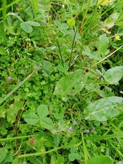 Hesperocodon hederaceus