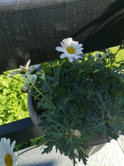 Argyranthemum frutescens