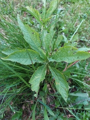Scopolia carniolica