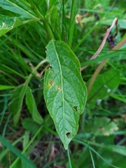 Scopolia carniolica