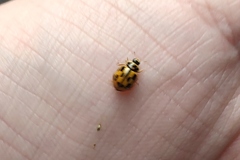 Propylea quatuordecimpunctata