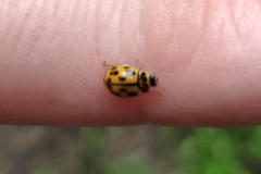 Propylea quatuordecimpunctata