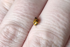 Propylea quatuordecimpunctata