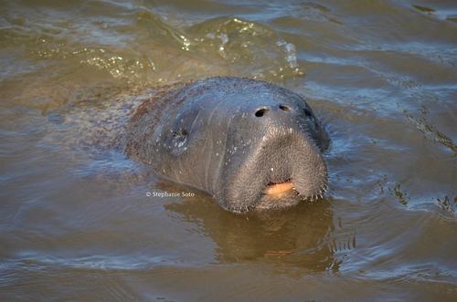 West Indian Manatee
