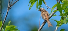 Emberizidae