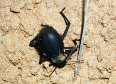 Prionotheca coronata