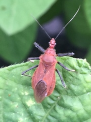 Cutocoris russatus
