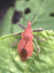 Cutocoris russatus