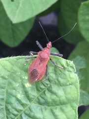 Cutocoris russatus