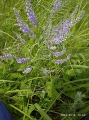 Veronica spuria
