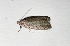 Garrha repandula