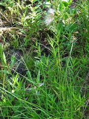 Eriophorum viridicarinatum