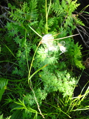 Eriophorum viridicarinatum