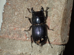 Dorcus parallelus