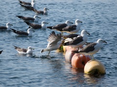 Larus crassirostris