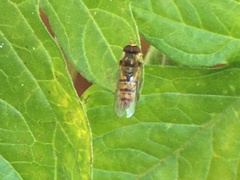 Episyrphus balteatus