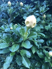Solandra maxima