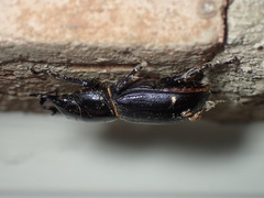 Dorcus parallelus