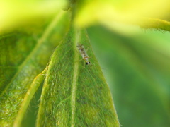 Nesidiocoris tenuis