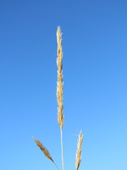 Aristida congesta barbicollis