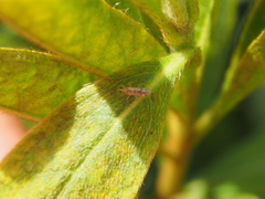Nesidiocoris tenuis
