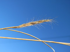 Aristida congesta barbicollis