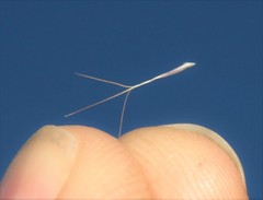 Aristida congesta barbicollis