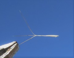 Aristida congesta barbicollis