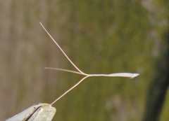 Aristida congesta barbicollis