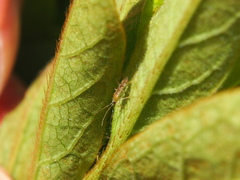 Nesidiocoris tenuis