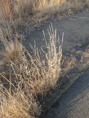 Aristida congesta barbicollis