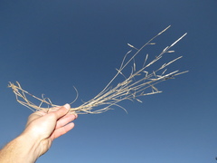 Aristida congesta barbicollis