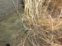 Aristida congesta barbicollis